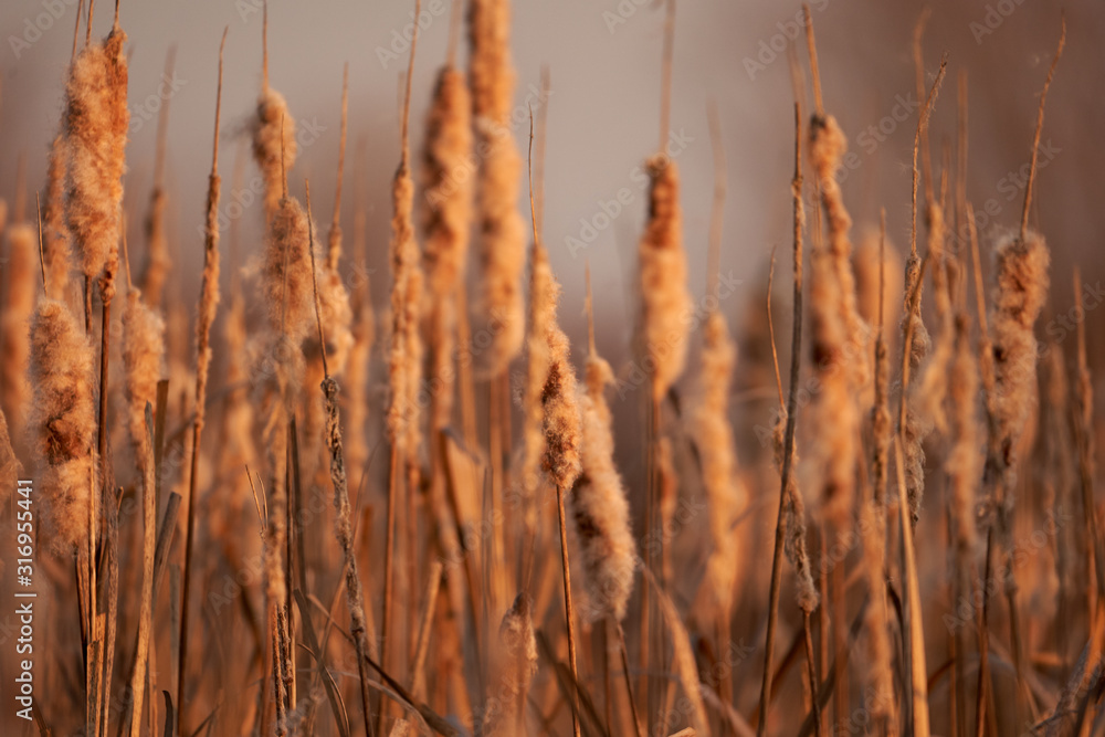 Fototapeta premium Field of bulrush