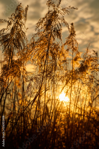 Sun seen through reeds