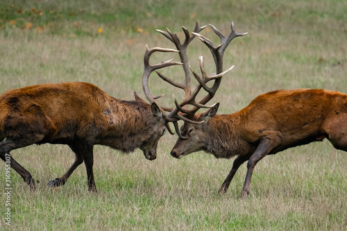 Kämpfende Rothirsche in der Brunft