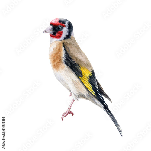 Goldfinch bird watercolor illustration. Hand drawn close up beautiful finch with black and yellow feathers. Goldfinch european song bird portrait isolated on white background.