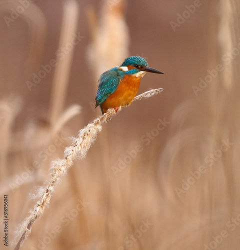 Kingfisher perched on a reed