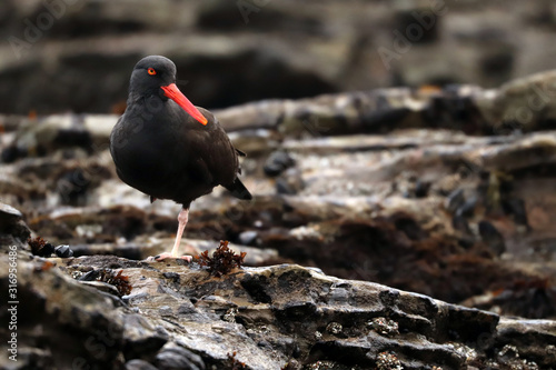 Black oystercatcher (Haematopus bachmani) along Pacific Coast of North America