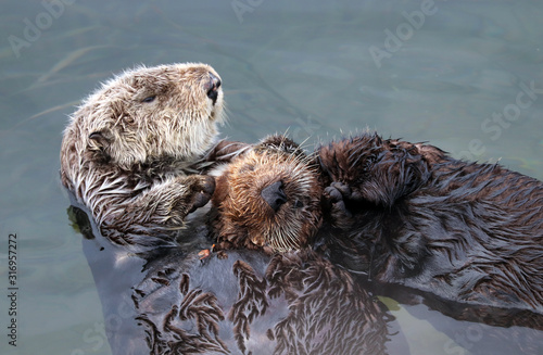 Endangered southern sea otter (Enhydra lutris) mother holding baby pup