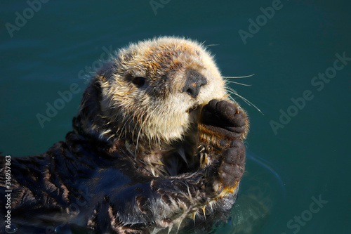 Sea otter (Enhydra lutris) in Pacific Ocean, close-up