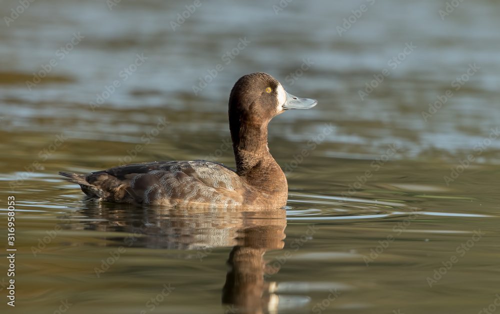 Fototapeta premium Scaup Female Swimming