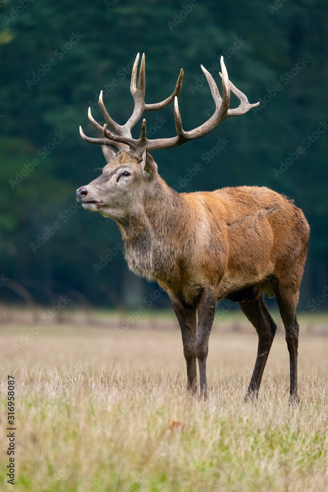 Fototapeta premium Rothirsch