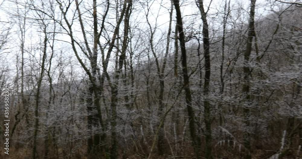 forest with branches of white frost in the wintertime without snow forest with branches of white frost in the wintertime without snow