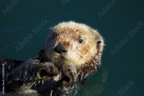 Sea otter (Enhydra lutris) in Pacific Ocean, close-up