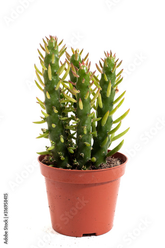 tiny cactus on a vase