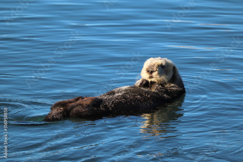 Southern sea otter (Enhydra lutris) in central California, USA