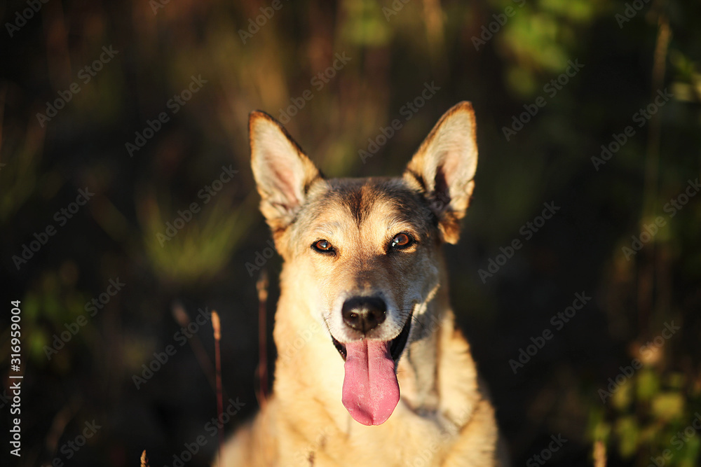 Happy dog sitting in grass in summer field Happy dog sitting in grass in summer field