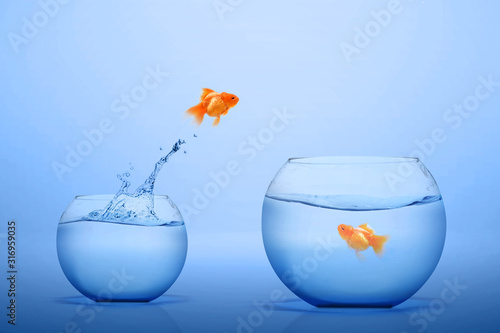 Goldfish jumping out into a bigger fishbowl