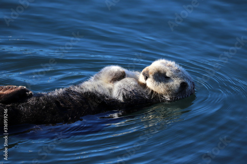 Southern sea otter (Enhydra lutris) in central California, USA © seanlema