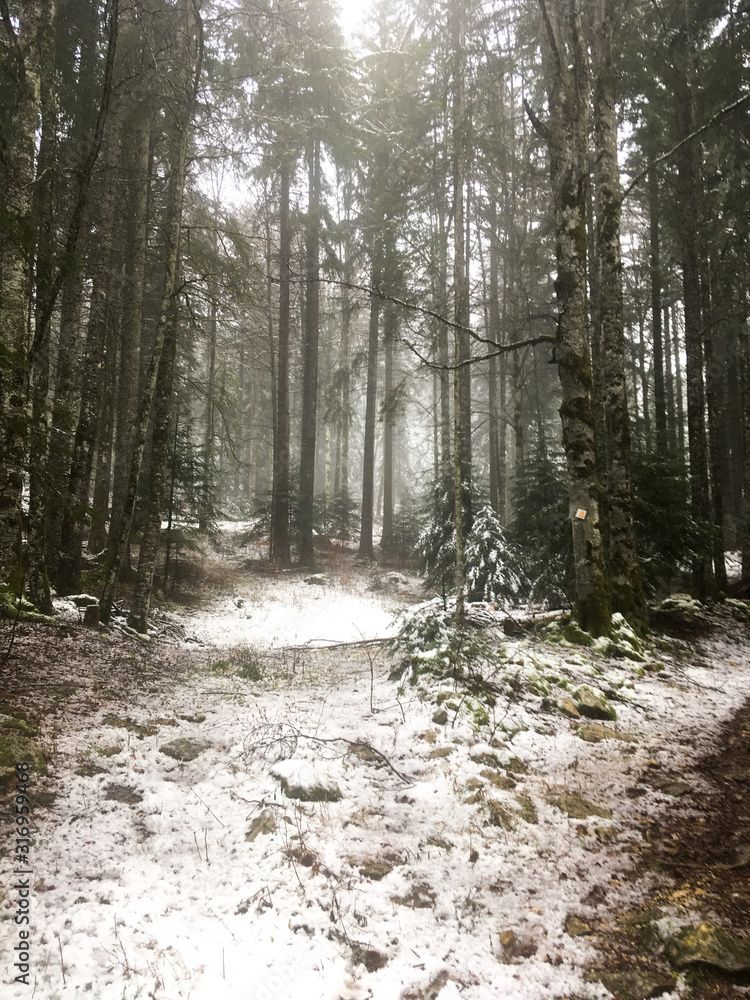 mysterious forest of fir trees with snow for woods energy mysterious forest of fir trees with snow for woods energy
