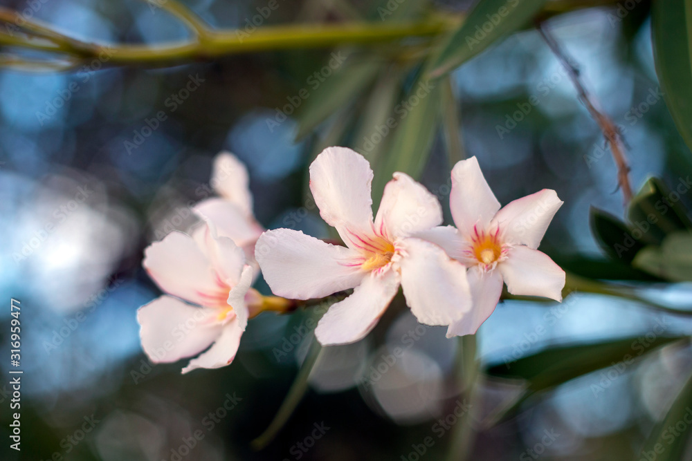 Oleander Flowers (Nerium oleander) Oleander Flowers (Nerium oleander)