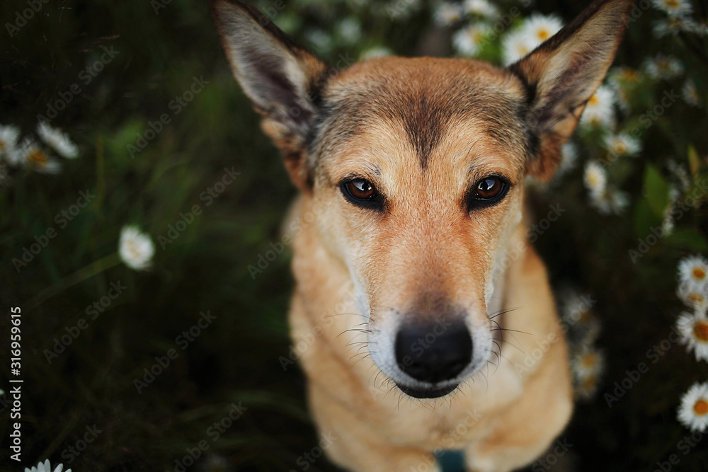 Happy dog in blooming field at summer day Happy dog in blooming field at summer day