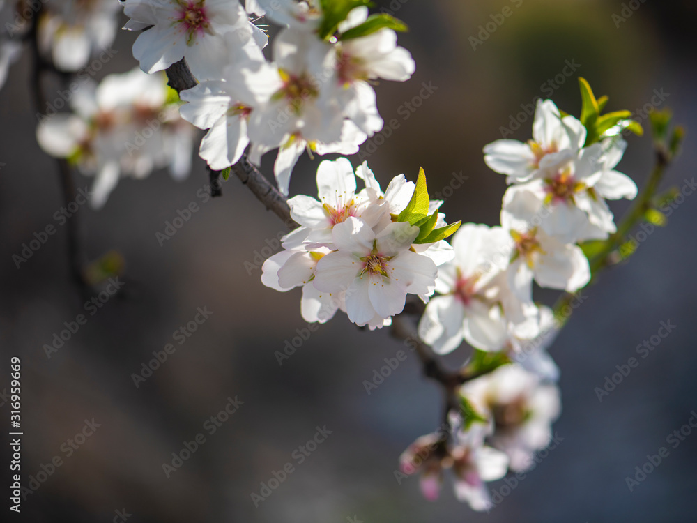 Spring blossom background. Close up of blooming almond tree. Pink flowers on a tree Spring blossom background. Close up of blooming almond tree. Pink flowers on a tree