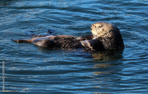 Southern sea otter (Enhydra lutris) in central California, USA