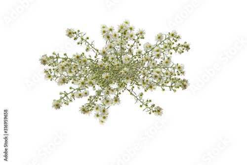 Branch of white wildflowers for flowers bouquet