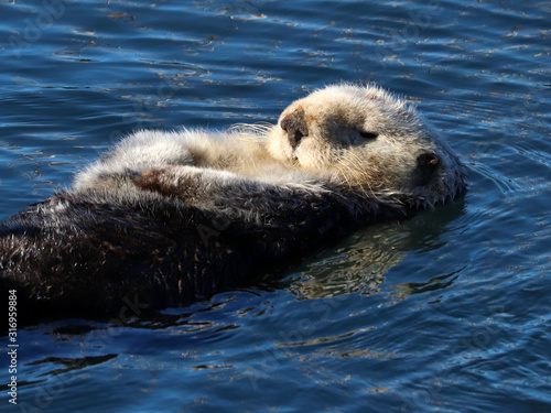 Southern sea otter (Enhydra lutris) in central California, USA