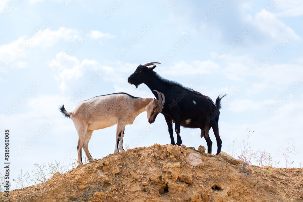 Obraz premium two black and white goats in the desert on the hillock