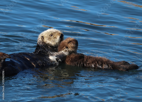 Endangered southern sea otter (Enhydra lutris) mother holding baby pup