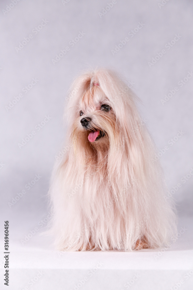 Cute white maltese dog in studio. Maltese happiness dog sitting. Maltese in Long Hair. Animal themes Cute white maltese dog in studio. Maltese happiness dog sitting. Maltese in Long Hair. Animal themes