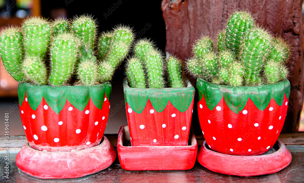 Green cactus flower growing in colorful red pot on old wood table background