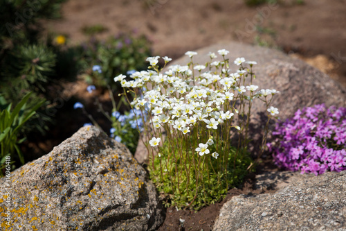 Billede på lærred Saxifrage arendsii Snow Carpet and moss phlox