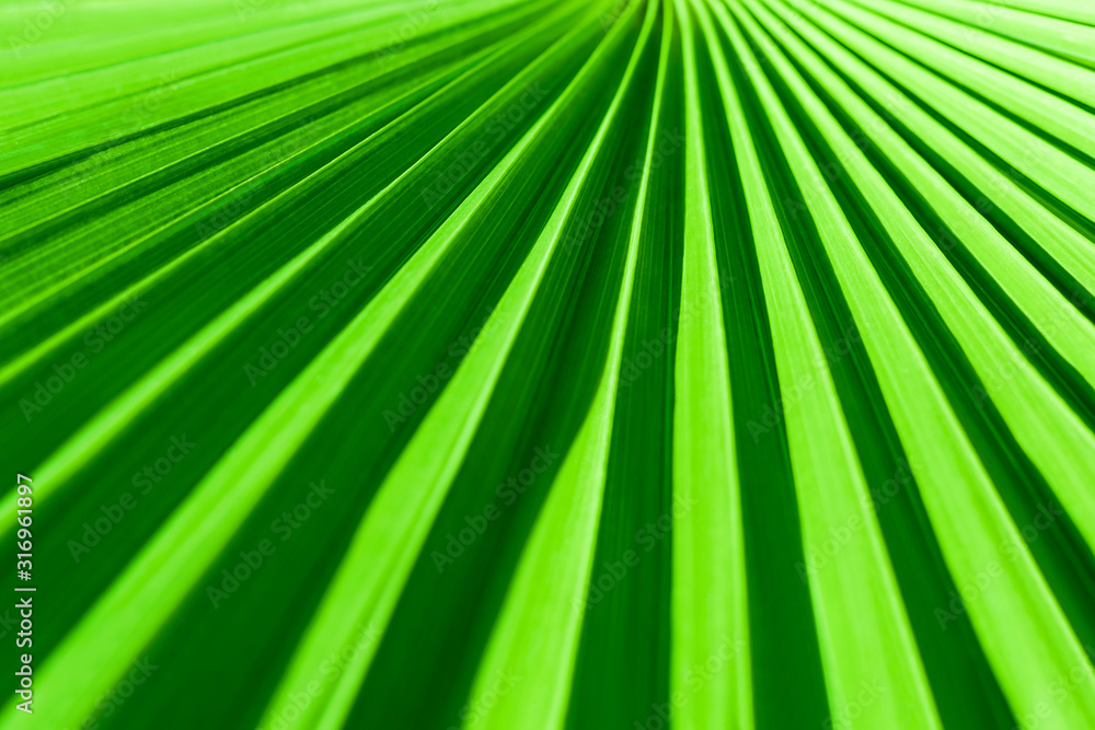 Obraz premium Closeup of a leaf of a tropic palm tree with shallow depth of field on a clear sunny day. Natural green abstract organic background