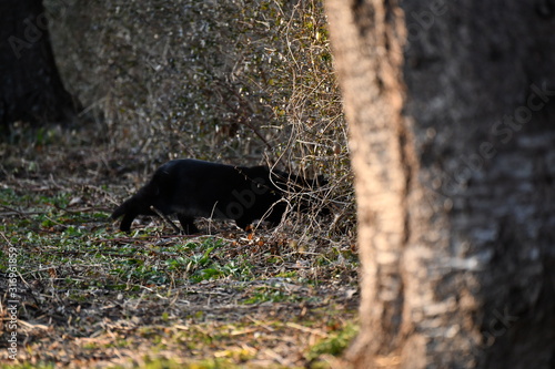 黒猫 © tomo