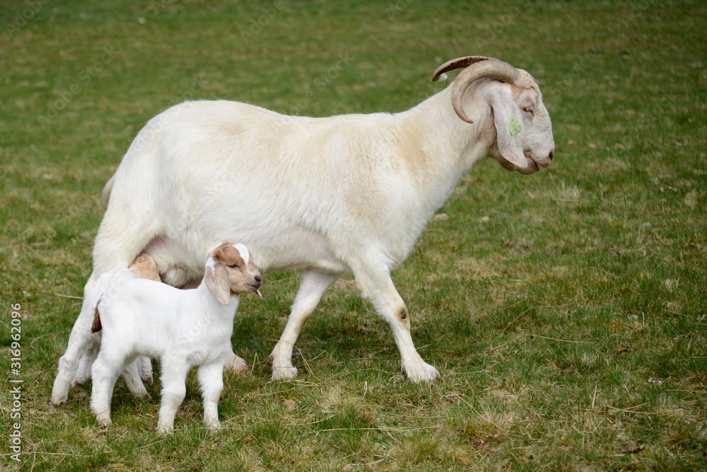 goat with babies on a meadow