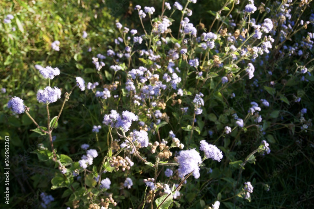 Flowers in the garden Flowers in the garden