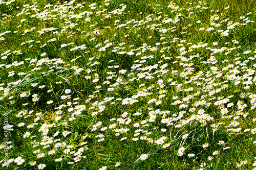bright chamomile field with white-yellow flowers and greenery. Background texture
