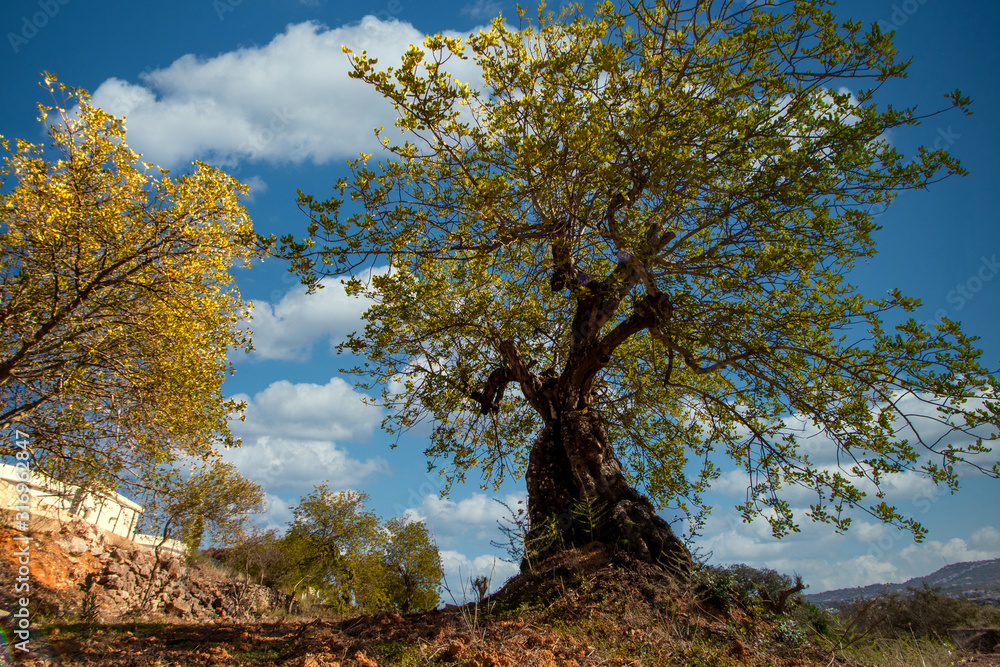 Fototapeta premium carob tree in cultivated land