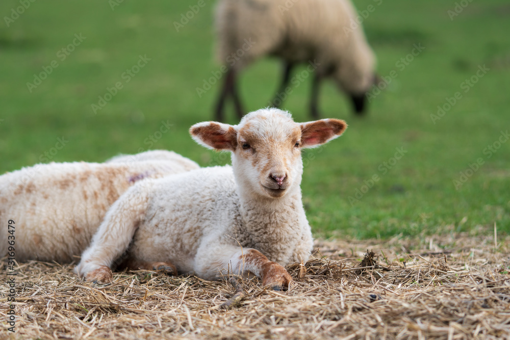 Close-up portrait of one little white and brown lamb sitting on straw on a green meadow and curiously looking at the camera. Concept of free-range husbandry, animal welfare, spring or Easter season Close-up portrait of one little white and brown lamb sitting on straw on a green meadow and curiously looking at the camera. Concept of free-range husbandry, animal welfare, spring or Easter season