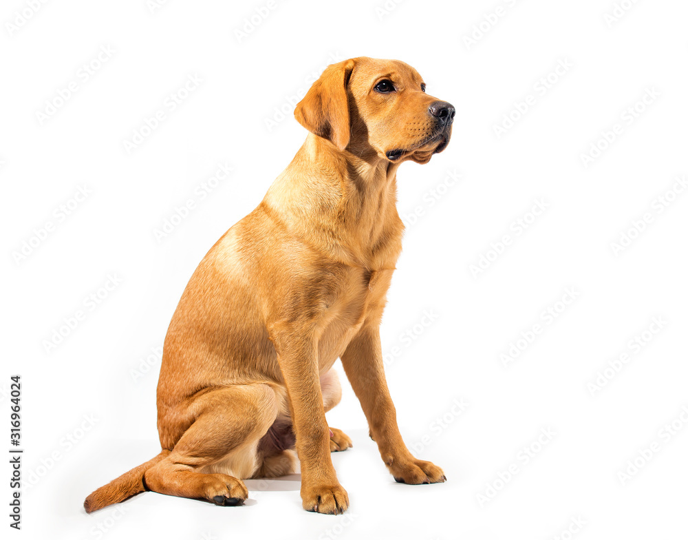 Red fox labrador retriever on white background.