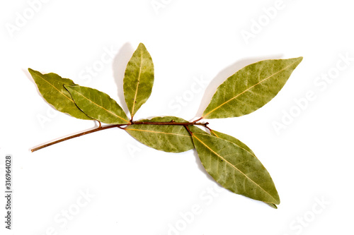  bay laurel leafs
