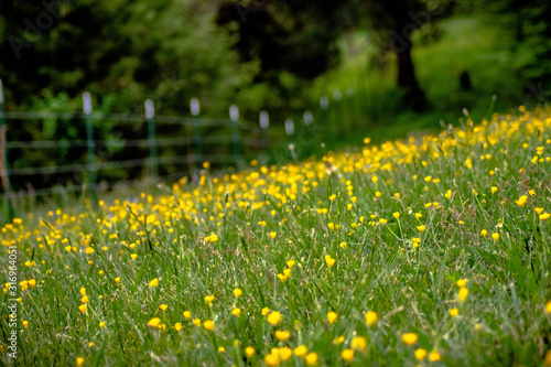 Green field of bright yellow flowers in the country with out of focus fence and trees in the background