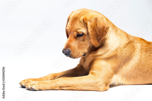 Red fox labrador retriever on white background.