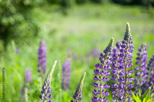 Wild lupines growing near the forest