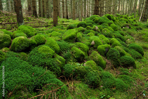 Moss in the fir forest.