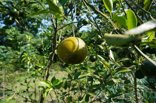 Ripe citrus fruit on a tree