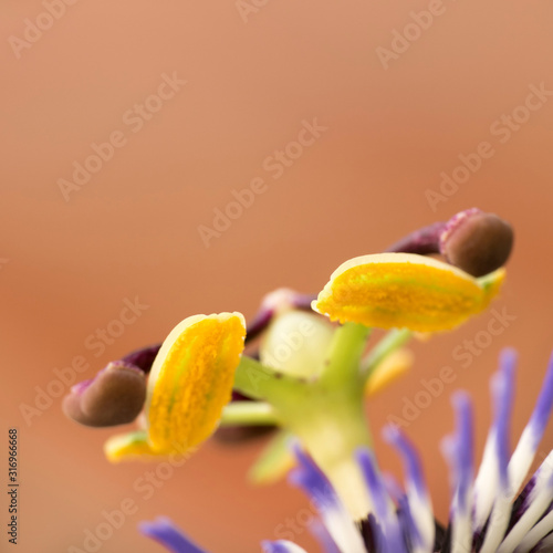 Macro of a blue passion flower against orange background photo