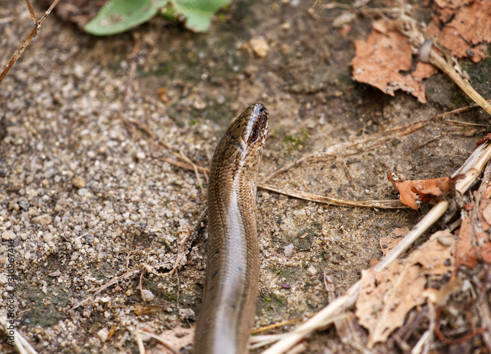 Padalec zwyczajny (Anguis fragilis) należy do płazów jest coraz rzadziej spotykanym płazem Padalec zwyczajny (Anguis fragilis) należy do płazów jest coraz rzadziej spotykanym płazem
