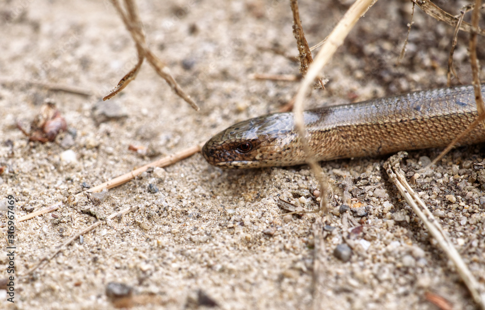 Padalec zwyczajny (Anguis fragilis) należy do płazów jest coraz rzadziej spotykanym płazem Padalec zwyczajny (Anguis fragilis) należy do płazów jest coraz rzadziej spotykanym płazem