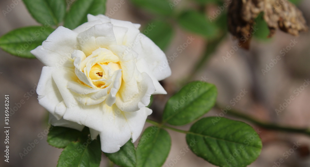 Rosa bianca nel giardino in Primavera Rosa bianca nel giardino in Primavera