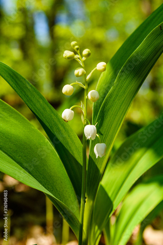 Lily of the valley  Convallaria majalis  in blossom