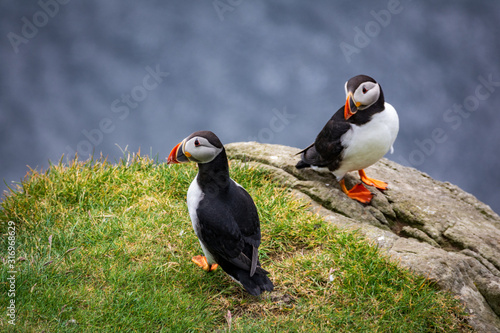 Puffin perched over the rocks with one admiring