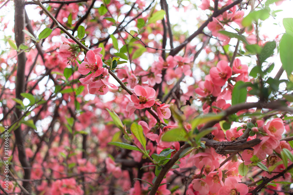 Spring pink flowers on the blooming tree in a park. Close up Spring pink flowers on the blooming tree in a park. Close up